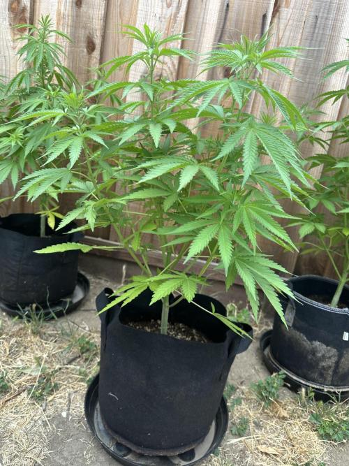 Genius Juice x C99 Outdoor Grow. Week 9