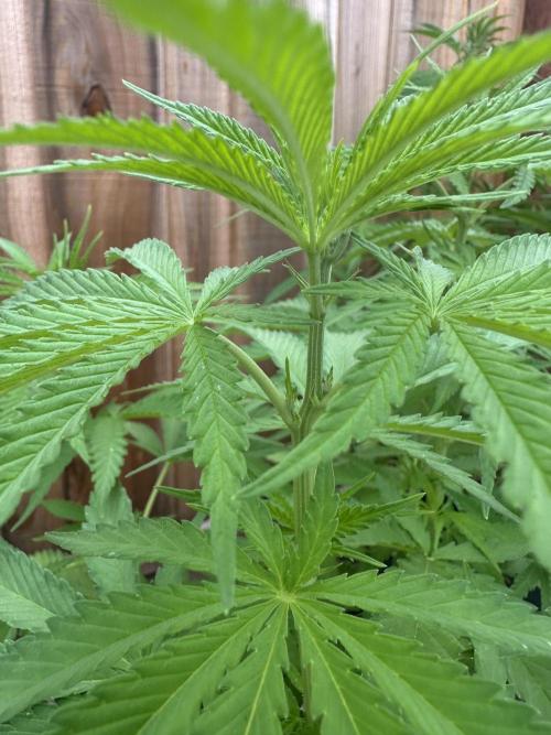 Genius Juice x C99 Outdoor Grow. Week 9