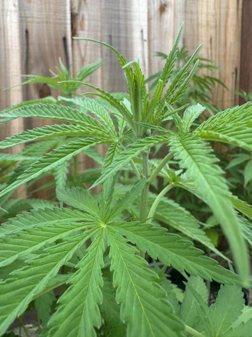 Genius Juice x C99 Outdoor Grow. Week 9
