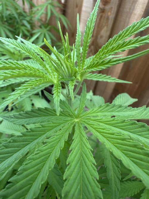 Genius Juice x C99 Outdoor Grow. Week 9