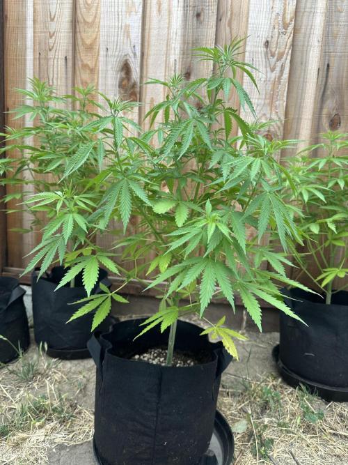 Genius Juice x C99 Outdoor Grow. Week 9