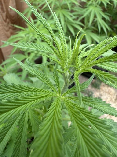 Genius Juice x C99 Outdoor Grow. Week 9