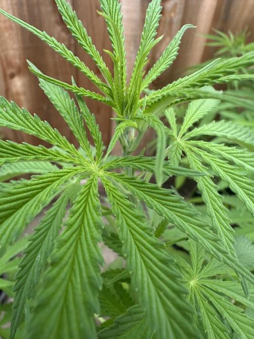 Genius Juice x C99 Outdoor Grow. Week 9