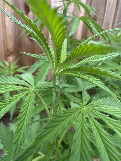 Genius Juice x C99 Outdoor Grow. Week 9