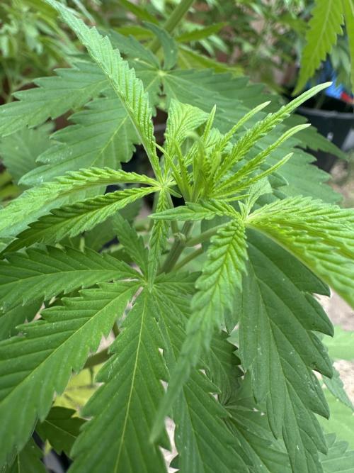 Genius Juice x C99 Outdoor Grow. Week 9