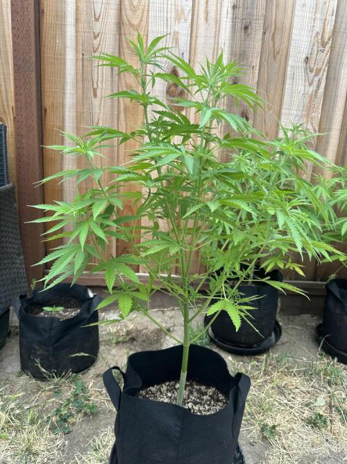 Genius Juice x C99 Outdoor Grow. Week 9