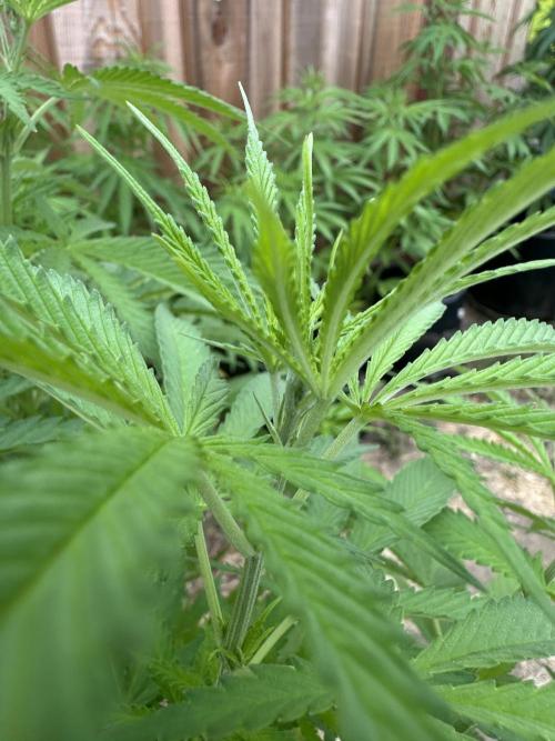 Genius Juice x C99 Outdoor Grow. Week 9