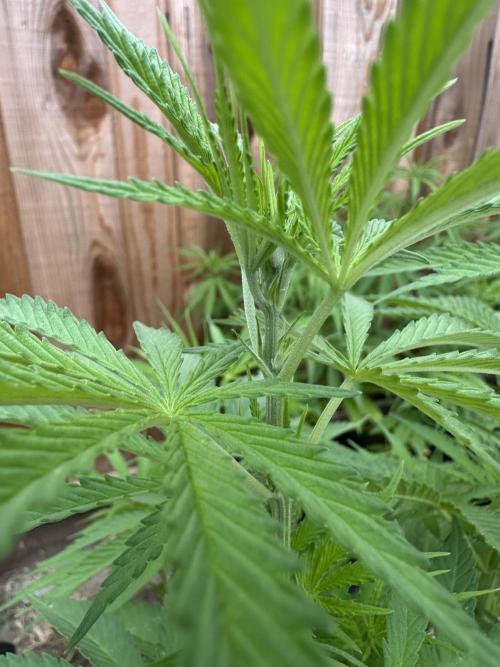 Genius Juice x C99 Outdoor Grow. Week 9