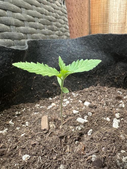 Frostbanger Auto. Week 2