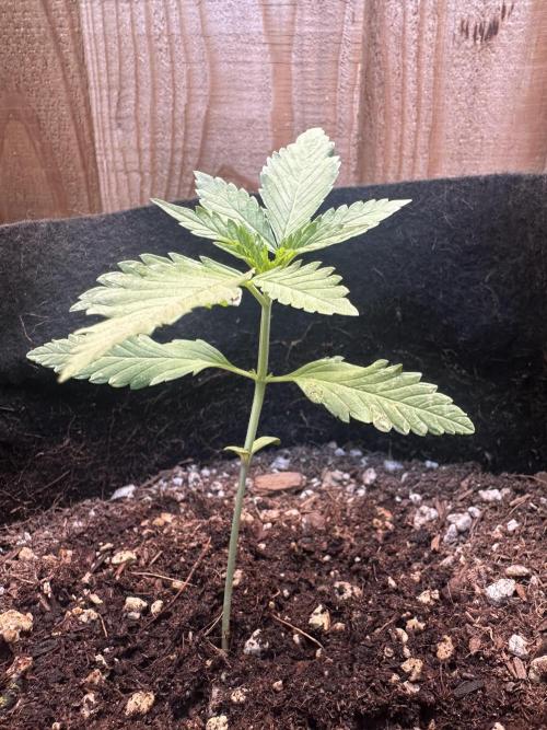 Frostbanger Outdoor. Week 3