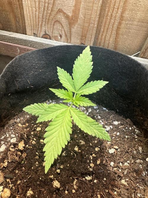 Frostbanger Outdoor. Week 3