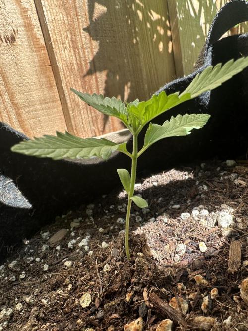 Frostbanger Outdoor. Week 3
