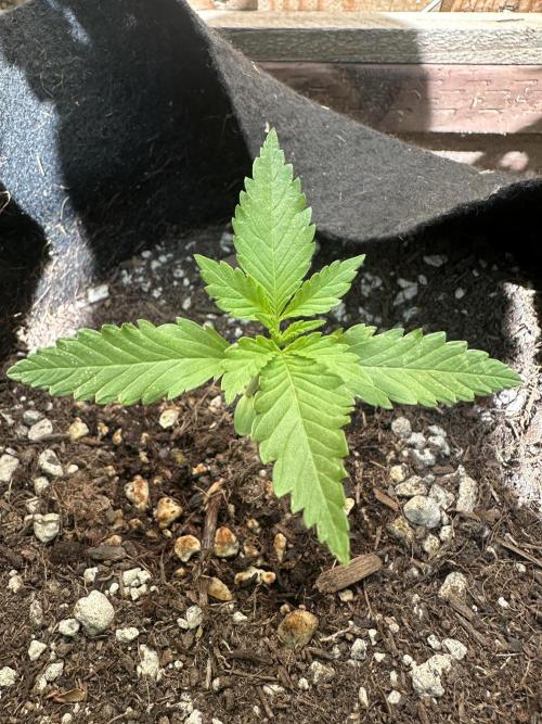 Frostbanger Auto. Week 3