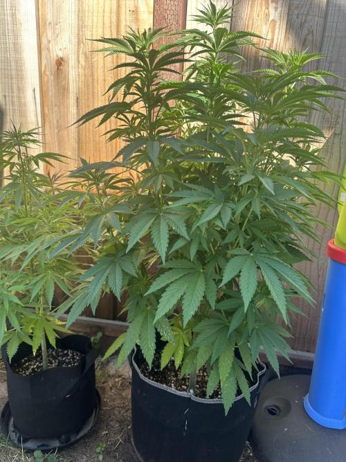 Gorilla Melon Outdoor Grow. Week 10