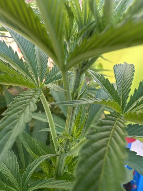 Gorilla Melon Outdoor Grow. Week 10