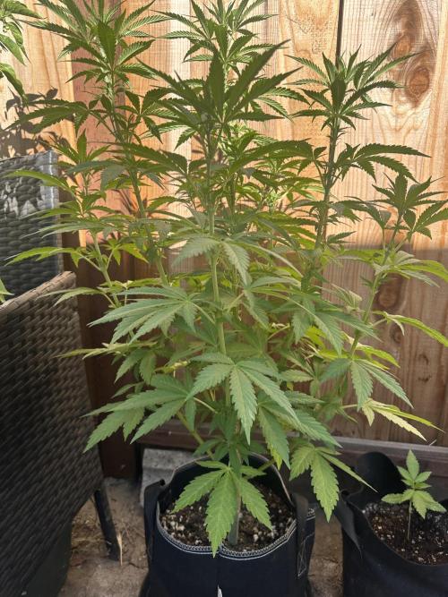 Fast Buds Mix Pack FF Outdoor. Week 10