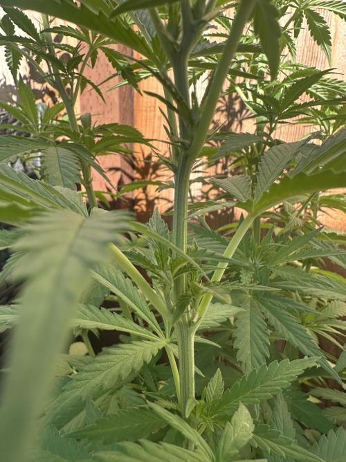 Fast Buds Mix Pack FF Outdoor. Week 10