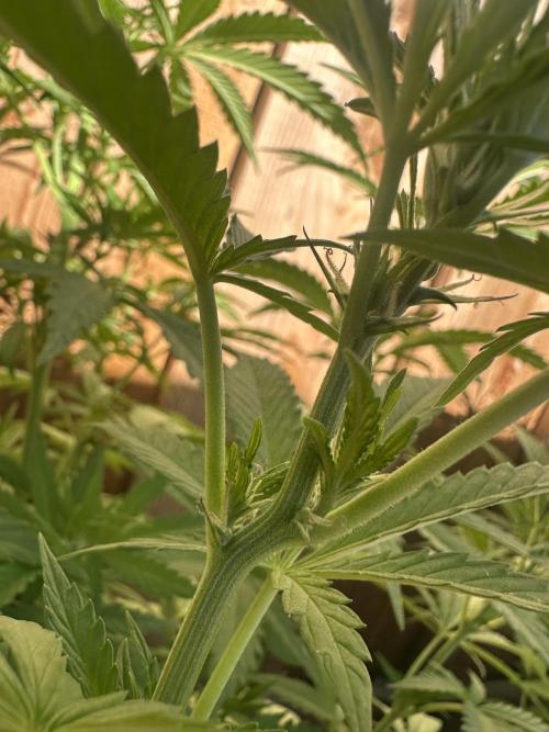 Fast Buds Mix Pack FF Outdoor. Week 10