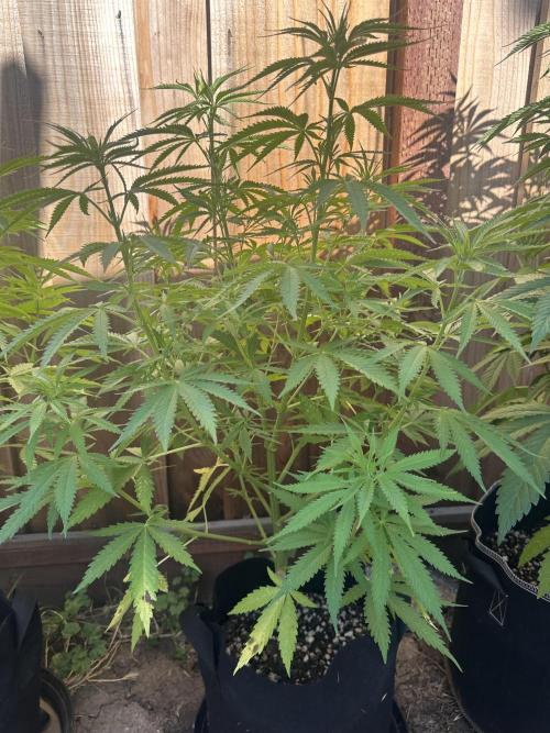 Genius Juice x C99 Outdoor Grow. Week 10