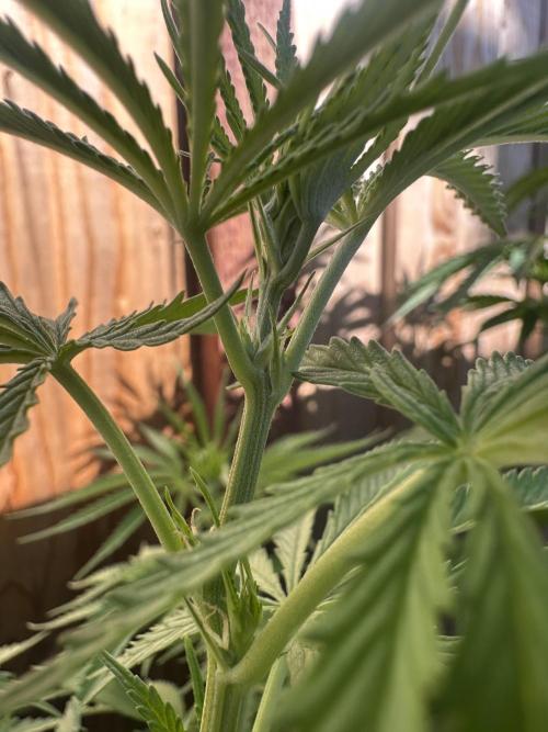 Genius Juice x C99 Outdoor Grow. Week 10