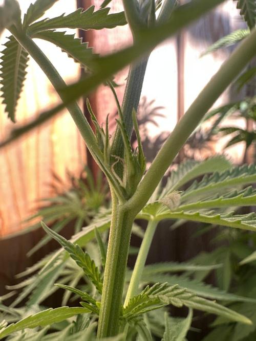 Genius Juice x C99 Outdoor Grow. Week 10