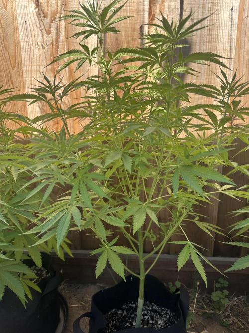 Genius Juice x C99 Outdoor Grow. Week 10