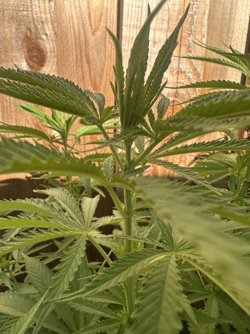 Genius Juice x C99 Outdoor Grow. Week 10
