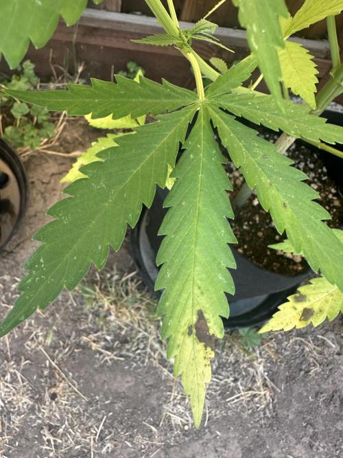 Genius Juice x C99 Outdoor Grow. Week 10