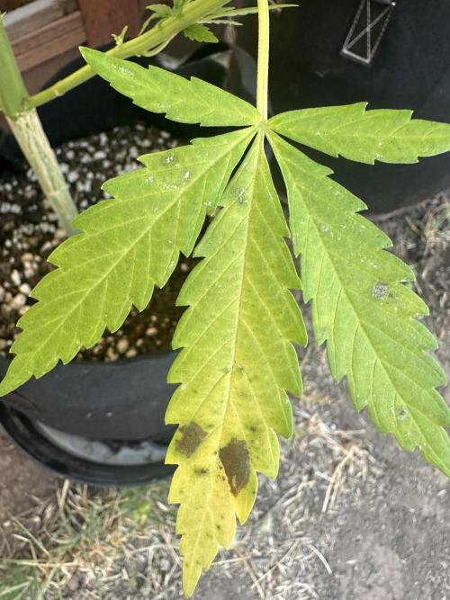 Genius Juice x C99 Outdoor Grow. Week 10