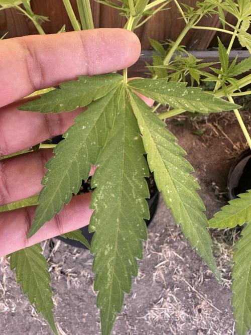 Genius Juice x C99 Outdoor Grow. Week 10
