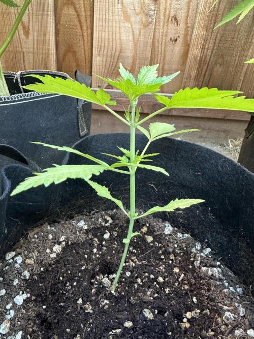 Frostbanger Outdoor. Week 4