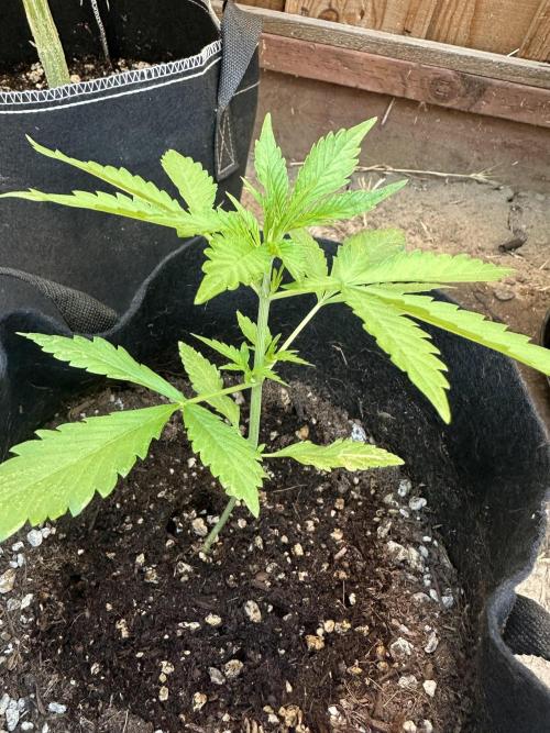 Frostbanger Outdoor. Week 4