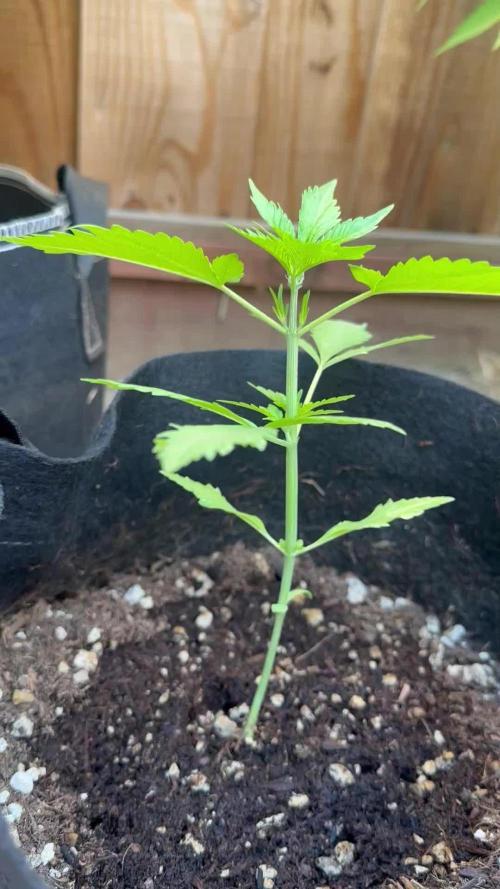 Frostbanger Outdoor