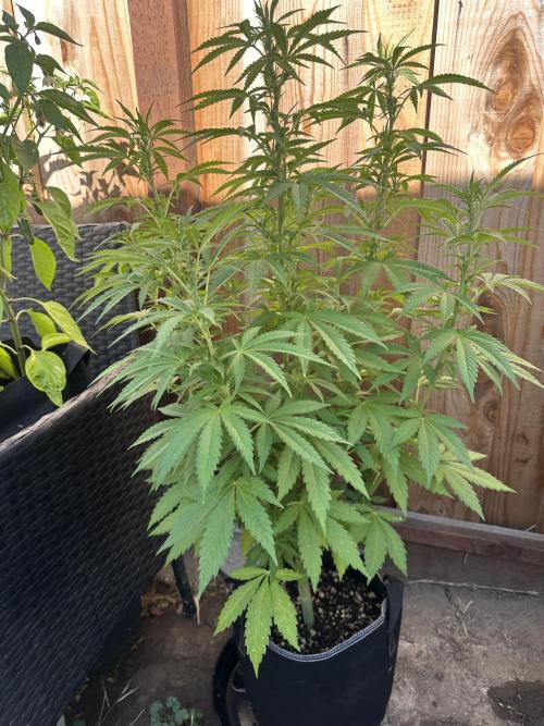 Fast Buds Mix Pack FF Outdoor. Week 11