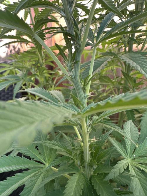 Fast Buds Mix Pack FF Outdoor. Week 11