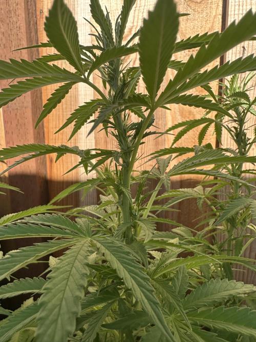 Fast Buds Mix Pack FF Outdoor. Week 11