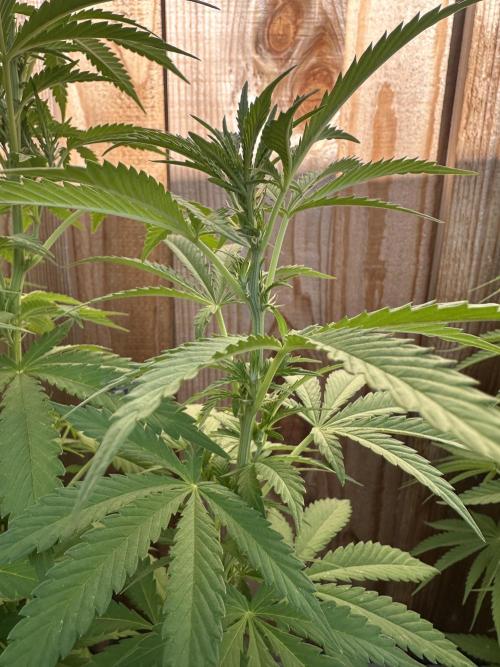 Fast Buds Mix Pack FF Outdoor. Week 11