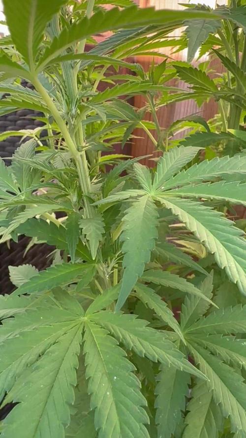 Fast Buds Mix Pack FF Outdoor