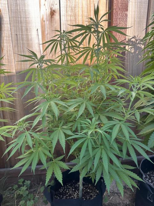 Genius Juice x C99 Outdoor Grow. Week 11