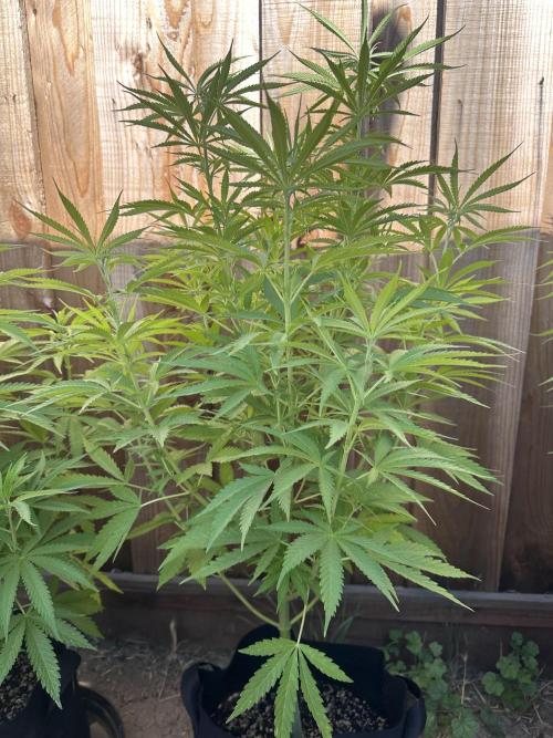 Genius Juice x C99 Outdoor Grow. Week 11