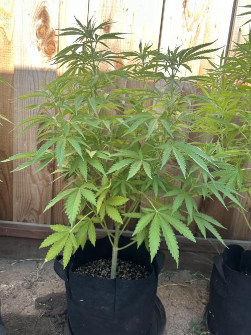 Genius Juice x C99 Outdoor Grow. Week 11