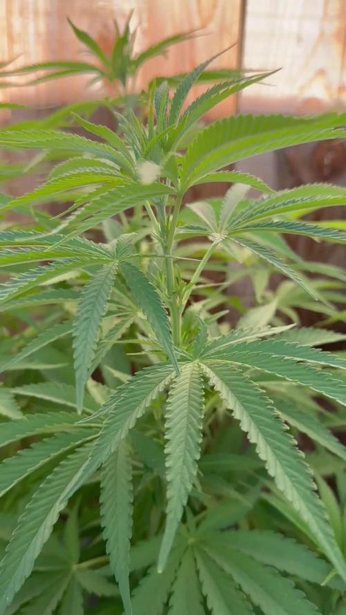 Genius Juice x C99 Outdoor Grow