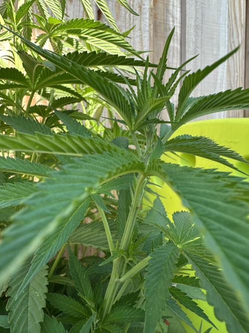 Gorilla Melon Outdoor Grow. Week 11