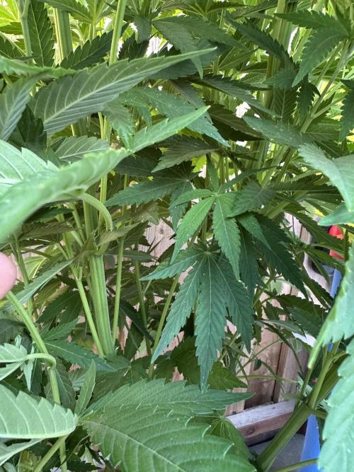 Gorilla Melon Outdoor Grow. Week 11