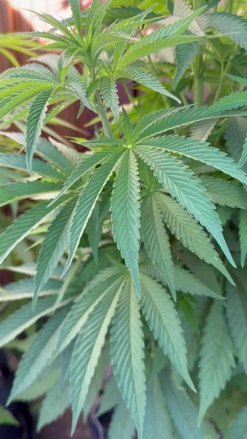 Gorilla Melon Outdoor Grow
