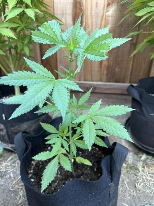 Frostbanger Outdoor. Week 5
