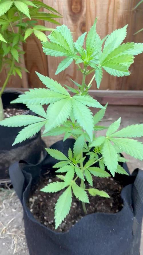 Frostbanger Outdoor