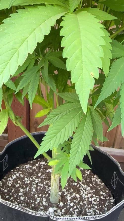 Gorilla Melon Outdoor Grow