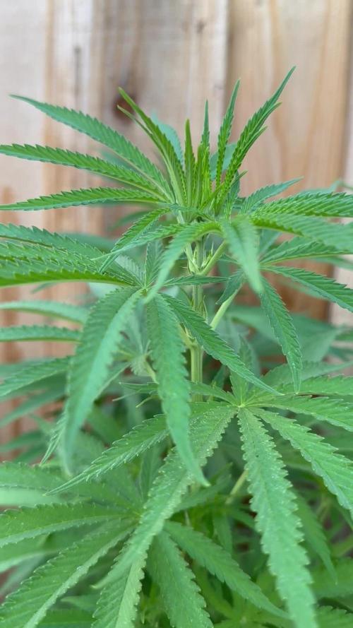 Genius Juice x C99 Outdoor Grow