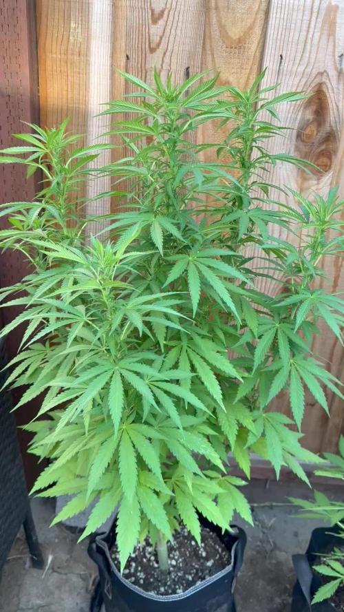 Fast Buds Mix Pack FF Outdoor